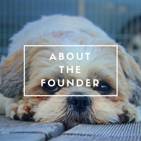 Our Favourite Shih Tzu